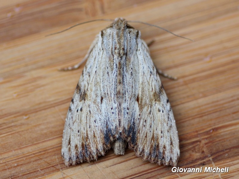 Noctuidae da identificare - Apamea lithoxylaea